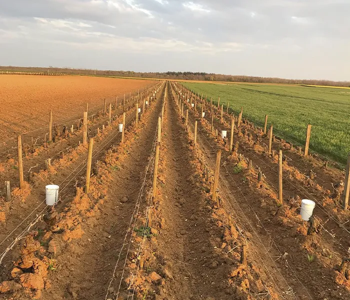 Carrossel Produtores - Chanterêves 07