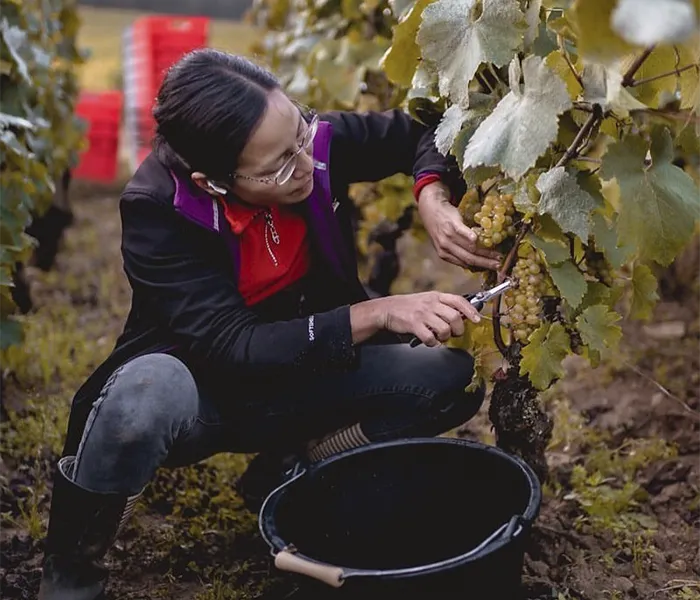 Carrossel Produtores - Chanterêves 08