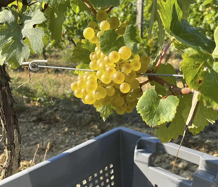 Carrossel Produtores - Chanterêves 09