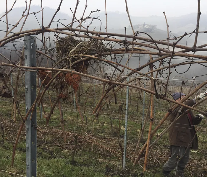 Carrossel Produtores - Chiara Boschis 02