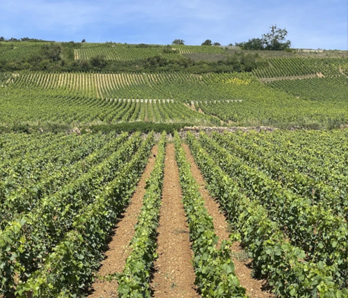 Carrossel Produtores - Fernand & Laurent Pillot 03