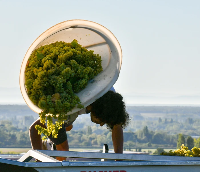 Carrossel Produtores - Fernand & Laurent Pillot 05