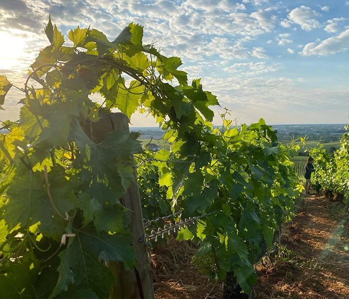 Carrossel Produtores - Fernand & Laurent Pillot 08